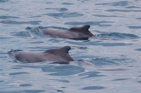 Ecology And Conservation Of Indian Ocean Humpback Dolphins In