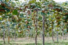 How to trellis hardy kiwifruit. Hardy Kiwi Trellis » Tips to Hang Them up High