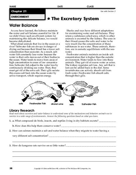 The Excretory System Worksheet For 8th 9th Grade Lesson Planet