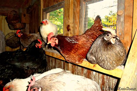 How To Build A Chicken Coop Roost Chicken Coop