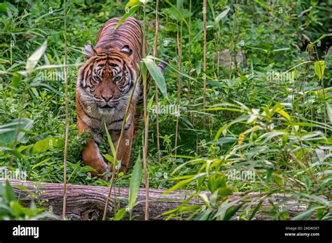 Sumatran Jungle Hi Res Stock Photography And Images Alamy
