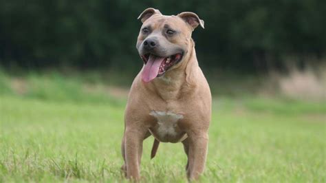 Staffordshire Bull Terrier Price Temperament Life Span