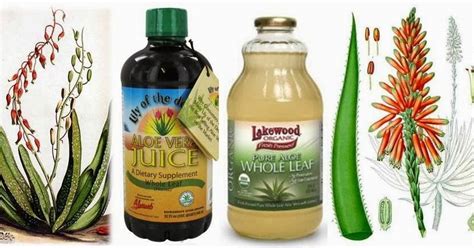 Like many other true ferns, staghorn ferns are nontoxic to cats and dogs. Ottawa Valley Dog Whisperer : Aloe Vera Juice - Herbs for ...
