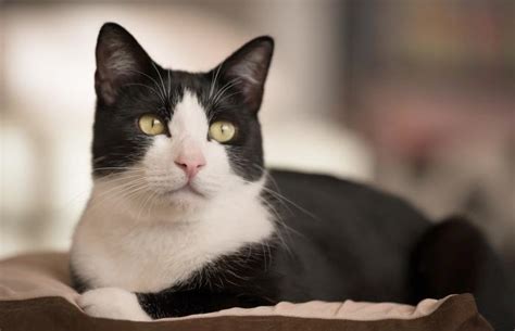tuxedo cat facts  pictures cat breed selector