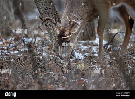 Buck Whitetail Deer Eating In The Winter Woods Stock Photo Alamy
