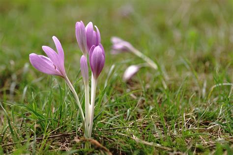 Die polizei warnte davor, selbstgepflückte pflanzen zu essen, und mahnte, genau zu prüfen, um was es sich handelt. Herbstzeitlose Foto & Bild | lila blume, wiesenblume ...