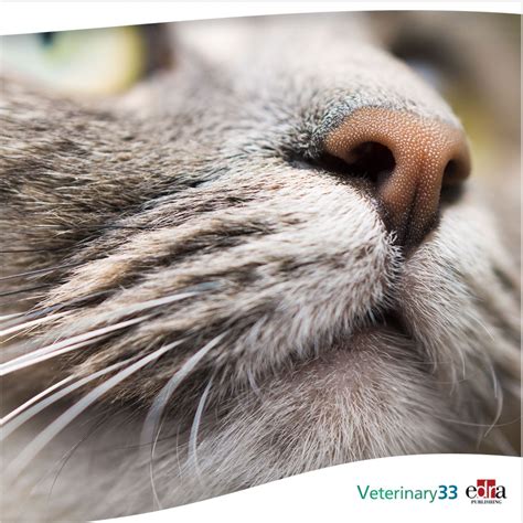 nasal lymphoma in cats treated with chlorambucil and prednisolone veterinary 33