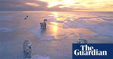 Polar Bears Living On Thin Ice After Record Temperatures Environment