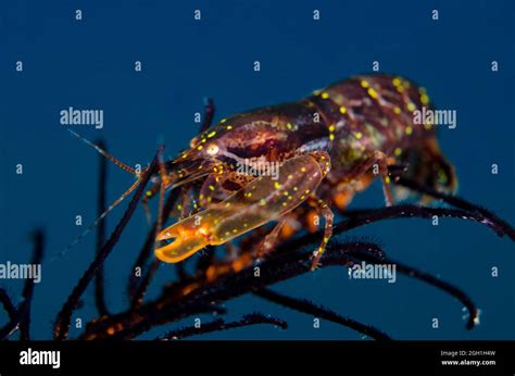 Snapping Shrimp High Resolution Stock Photography And Images Alamy