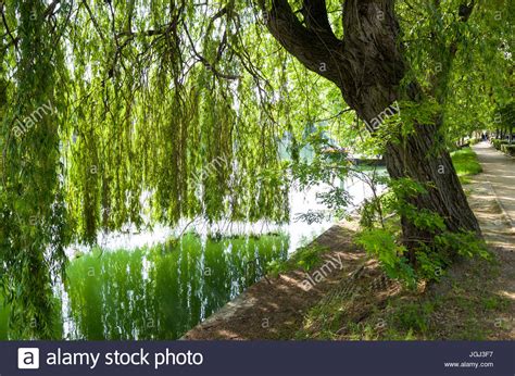 Dreamstime is the world`s largest stock photography community. A weeping willow tree on the bank of the Marne river and ...