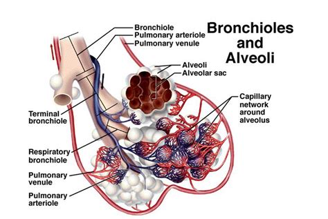 Bronchiolesalveoli Respiratory System Anatomy Respiratory System