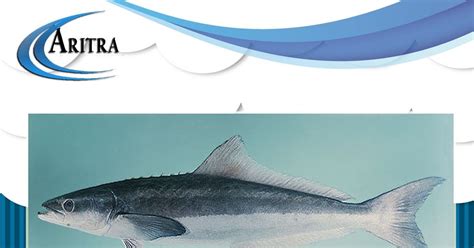 Hitam Putih15+ Mewarnai Gambar Ikan Gabus