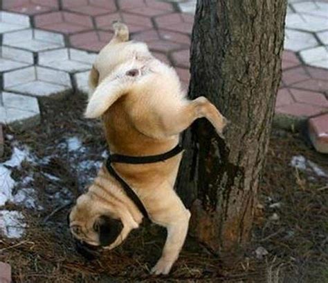 17 Funny Dogs ~ Honey I Think The Dog Is Broken Team