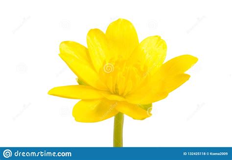 Yellow Spring Flower Isolated Stock Photo Image Of Isolated Daisy