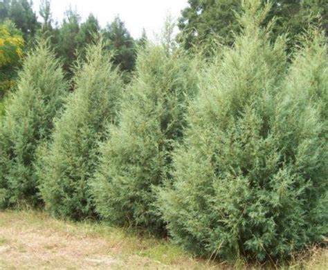 Carolina Sapphires Fast Growing Evergreens For Privacy Dengarden