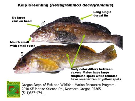 Odfw Finfish Species Other