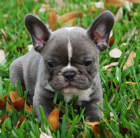 31 Best Images About Blue French Bulldog On Pinterest Blue French