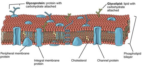 Fluid Mosaic Model Of Cell Membrane Structure