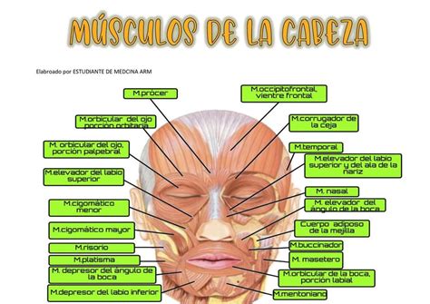 Músculos De La Cara Udocz