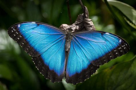 Morpho Peleides Orden Lepidoptera Emena Photography Flickr