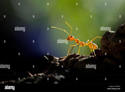 Ant Hi Res Stock Photography And Images Alamy
