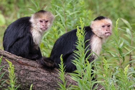 Cariblanco Primates Del Ecuador · Inaturalist