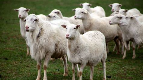 11 Best Sheep Breeds For Meat Production