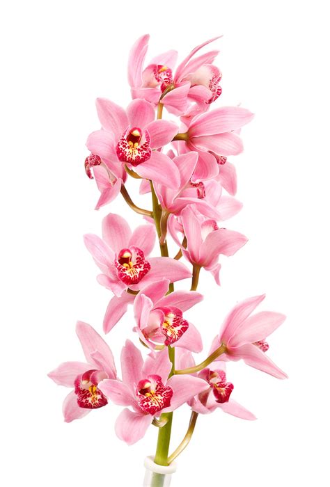 Cymbidium Orchid Light Pink Jacksonville Flower Market