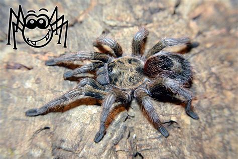 How to pick a pet tarantula. Euathlus parvulus adult female #madárpók #tarantula # ...