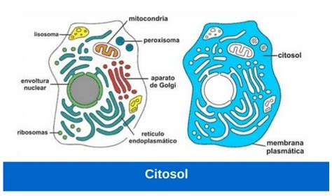 Citosol Estructuras No Membranosas De La CÉlula BiologÍa Y GeologÍa