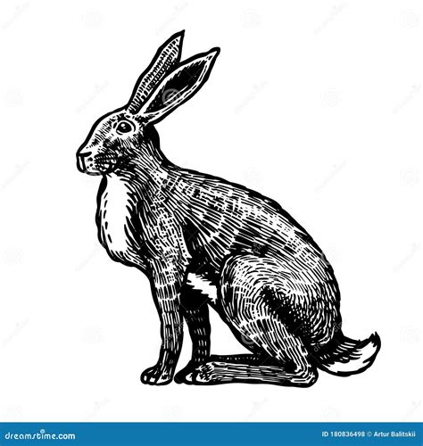 Wild Hare Or Brown Rabbit Sits European Bunny Or Cowardly Coney Hand
