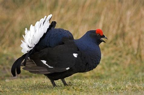 The All Black Male Black Grouse Has Distinctive Red Wattle Over The Eye