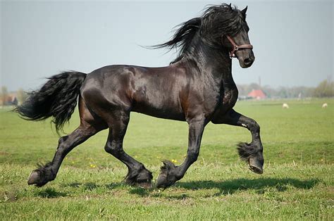 1080x2340px Free Download Hd Wallpaper Monte The Friesian Horses