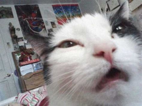 Cats Selfies 16 Klykercom