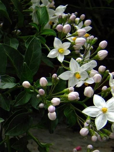 Solanum Jasminoides Potato Vine Nightshade Plant