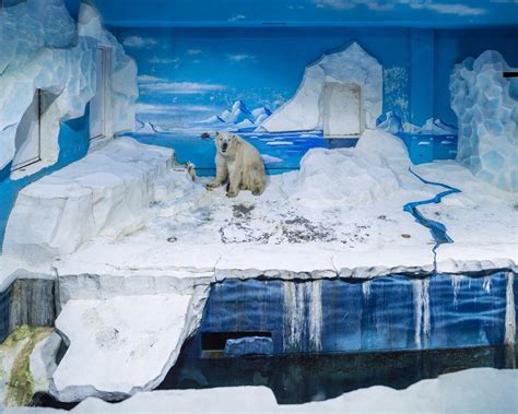 Pictures Show The Strange Lives Of Captive Polar Bears