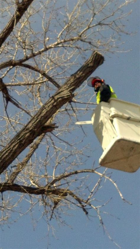 We did not find results for: Allaround Tree Service in Rapid City, SD - Peterson Tree ...