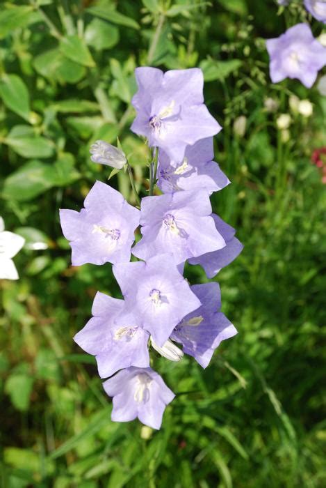 Campanula Bellflower Blue Flower Free Image Download