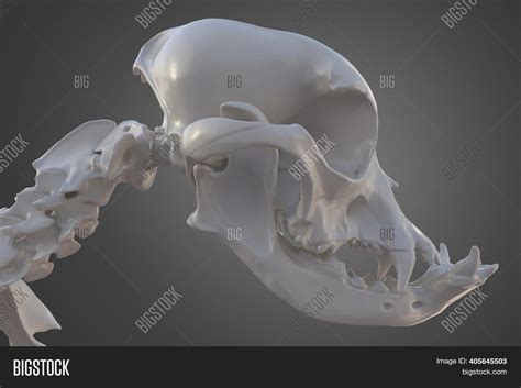 Canine Skull Bones