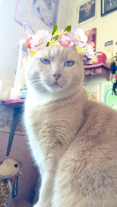 My Cat Wants To Join The Snapchat Filter Game Cats Cats Kittens