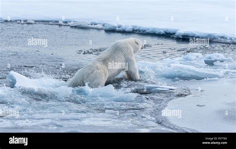 Durch Das Eis Stockfotos Und Bilder Kaufen Alamy