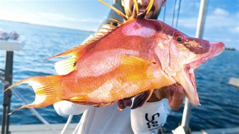 Tampa Bay Offshore Hogfish Snapper Fishing Feet Youtube