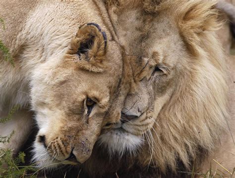 Africa's Lions Endangered By Controversial 'Canned' Hunting Industry