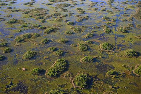 Everglades Tree Islands Made From Historic Garbage Freshkills Park