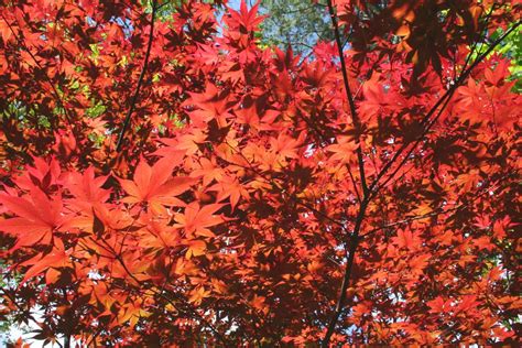Japanese Maple Leaves Mpsutt Flickr