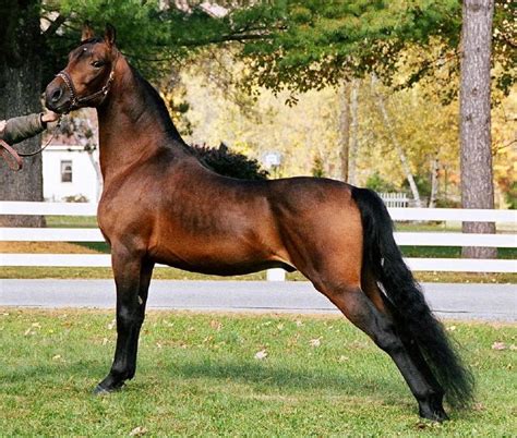 Morgan Horse Breed Information History Videos Pictures