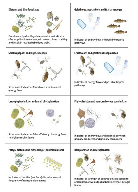 Changes In Phytoplankton And Zooplankton Communities