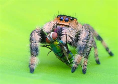 Regal Jumping Spider Animal Facts A Z Animals