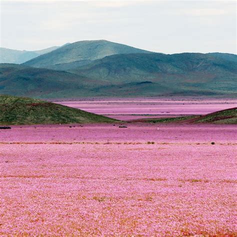 This Pink Desert Is The Stuff Of Lisa Frank Dreams