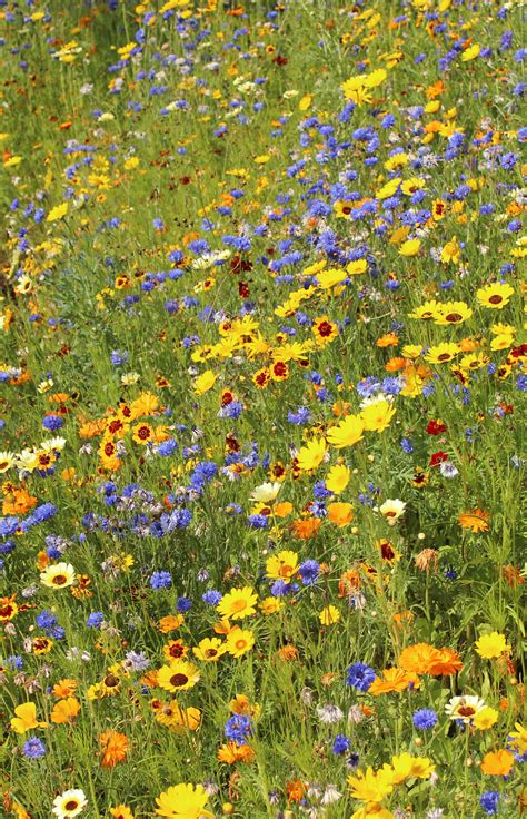 Stunning Flowering Meadows By Nigel Dunnett At The London Olympics A